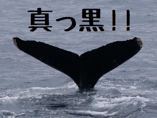 クジラの尻尾の裏のヒミツ トータルマリンスポットnews