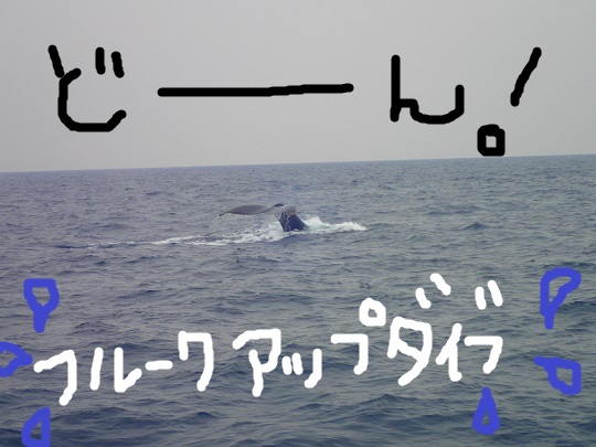 クジラどーーーーん！