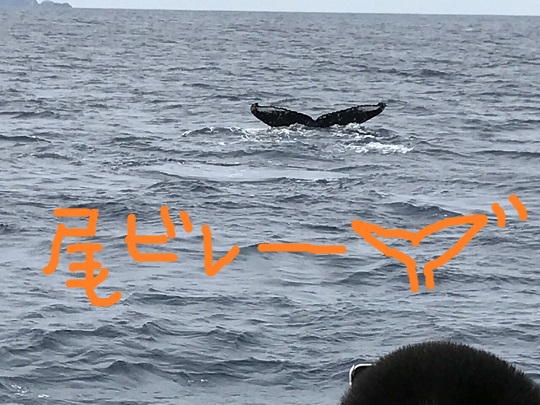 いっぱいクジラさ～ん！！