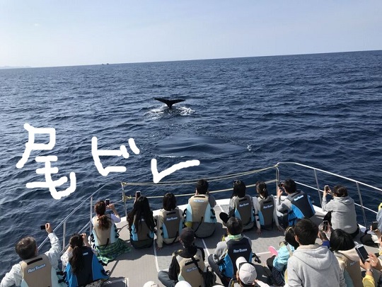 クジラ接近！！