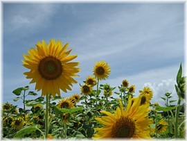 ビバ★夏っっヾ(´▽｀*)ﾉ☆