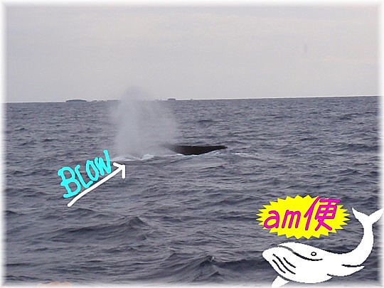 WHALE WATCHING NOW。