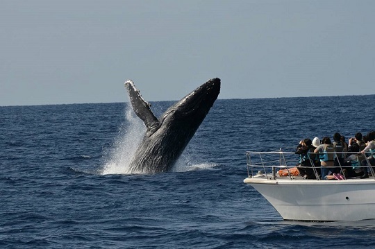沖縄のザトウクジラ(゜∀。)