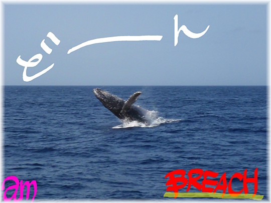 クジラ！飛ぶよ～！