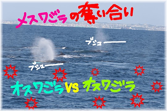 クジラ！出るよ～。