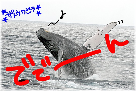ざーっと！クジラ！！