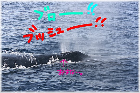 クジラが１頭…。クジラが２頭・・・。