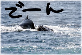 クジラ♪\(^ω^)/クジラ♪
