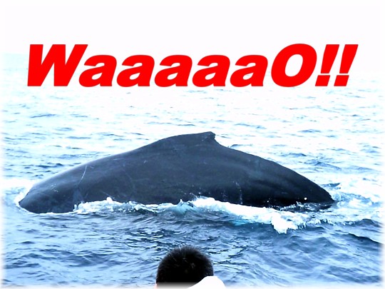 クジラと言ったら！沖縄！