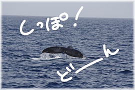 クジラ！どーん！