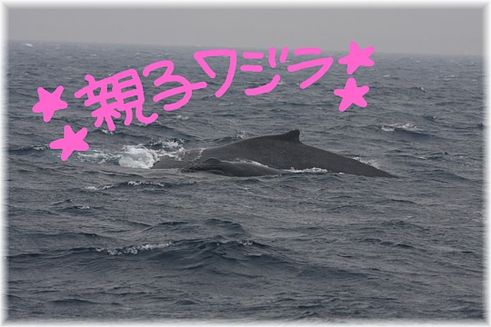 今日は子クジラが跳ぶ日！！