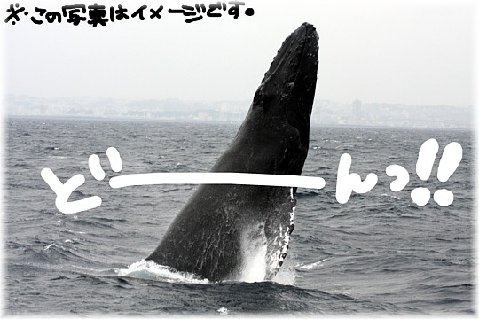 親子クジラが跳びました！