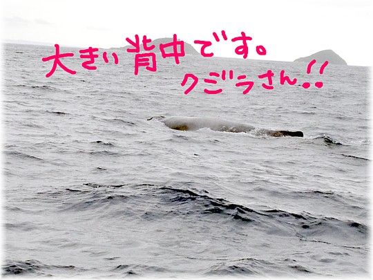 ザトウクジラさん。