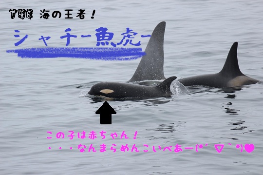 NEWSでも三本の指に入るクジラ好き…