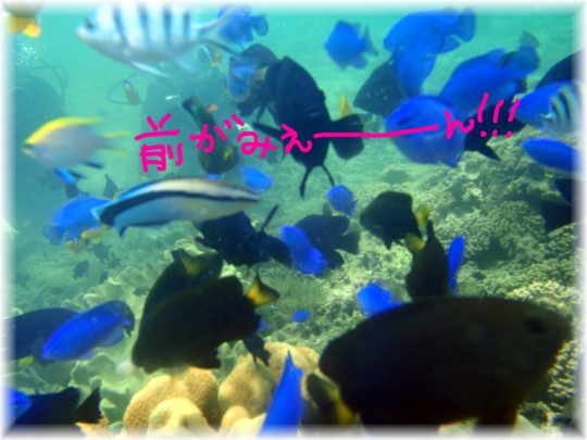 海は~広いな~大きい~な~♪