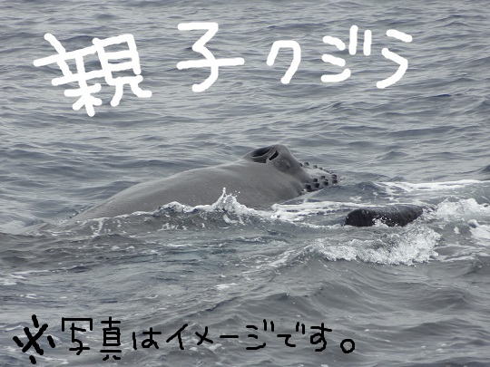 シャワーのような・・・・雨