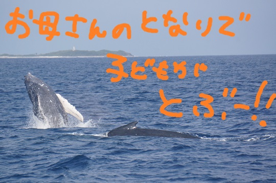 いいクジラ～ヽ(*´∀｀)ノ