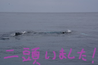 クジラが、いるいる～！