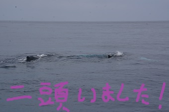 クジラが、いるいる~!