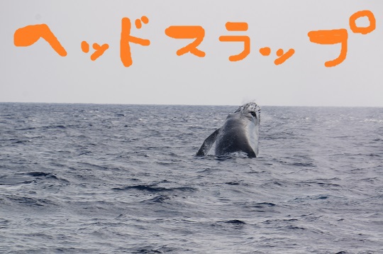 今日のクジラさん♪