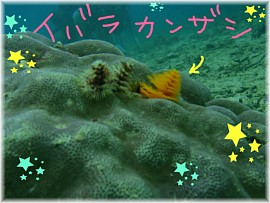 いゃ~沖縄っぽいデスネq(*´∀`*)p