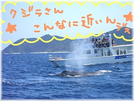 クジラvsクジラ（σ´∀`）σ