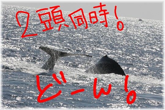 気まぐれクジラにぃ~出会ったぁ~