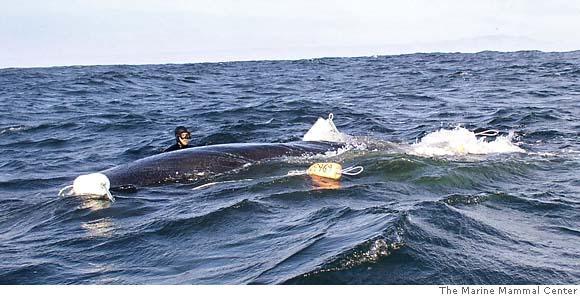 クジラからのありがとう