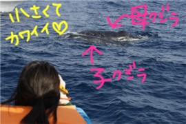 あっちもこっちもクジラ!??