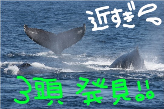 クジラに囲まれて・・・!?