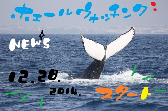 NEWS号でクジラに会おう(^^)/