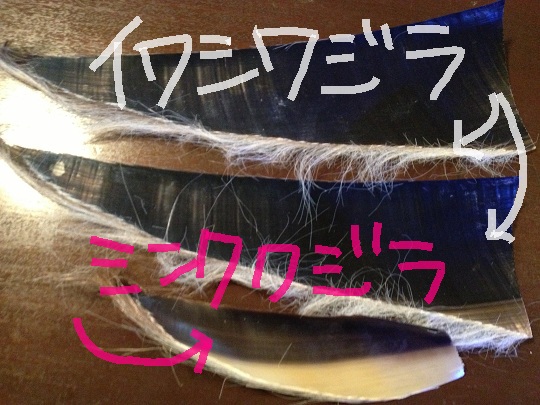 残り17日・・・。