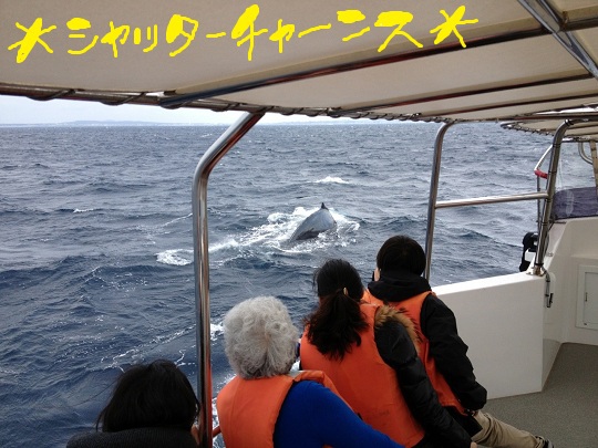 クジラにダイビング！もぉ～沖縄最高!!!!笑