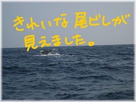 今日も飛んだよ、クジラさん。