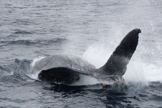 ３頭のザトウクジラの巻！