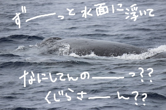 鯨だ！鯨だぁ～～～～！