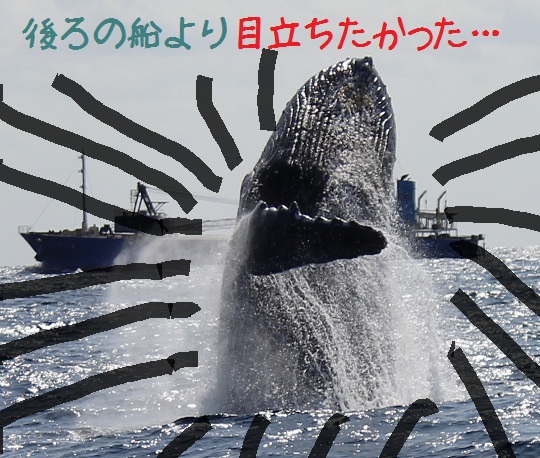 クジラの気持ち…