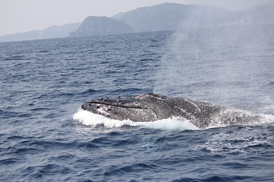 クジラうじゃうじゃ・・・。