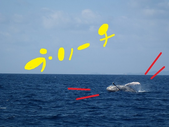 NEWS♡今日の鯨さん♡