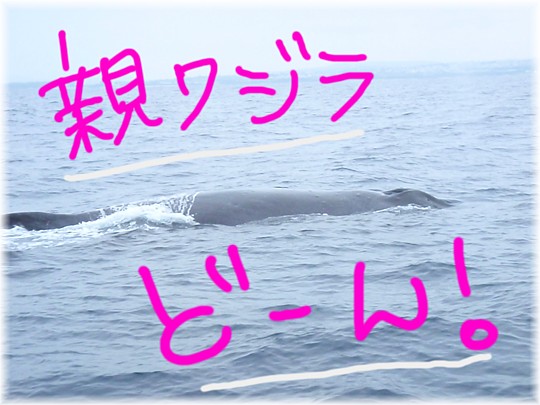 ちょこちょこクジラ☆