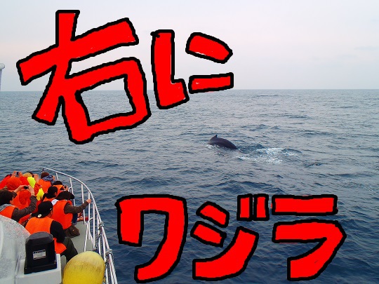 わーい！わーい！クジラいっぱい！