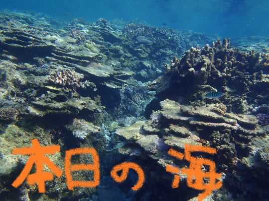 夏が来たー！！！