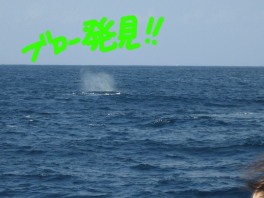 今日のクジラです。