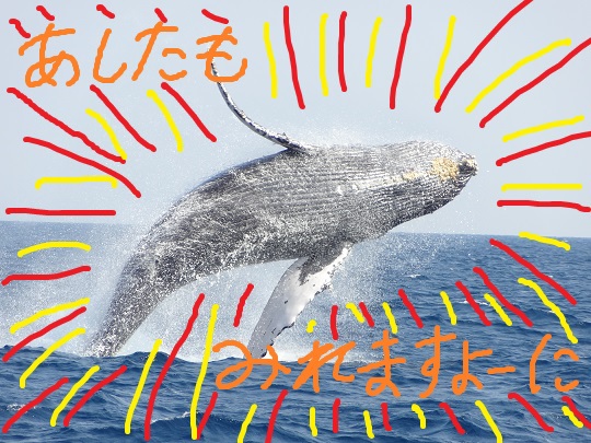明日はクジラ見れるかな???