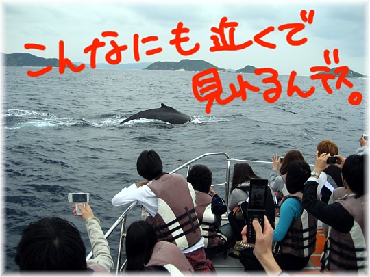 親子クジラ発見！！