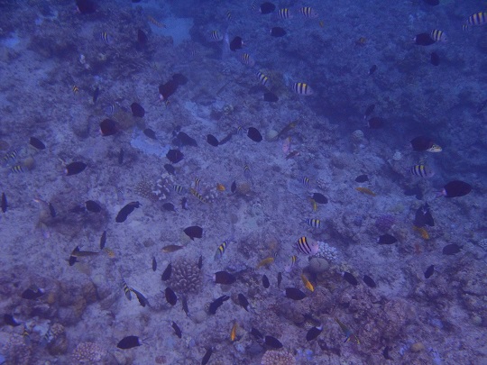 慶良間には人懐っこいお魚さんがいっぱい♪