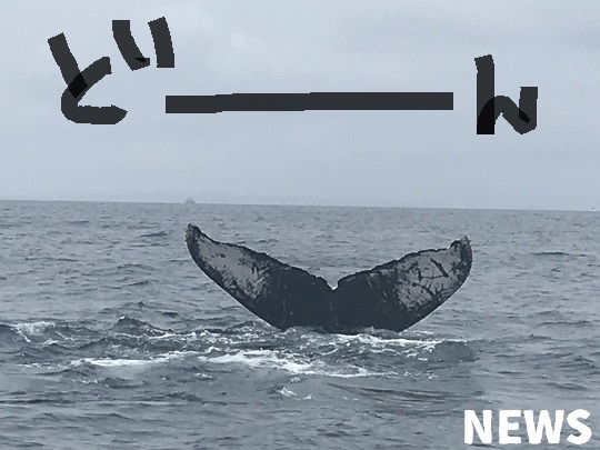 鯨に乗った中年