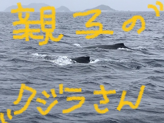 元気な子クジラさん♪