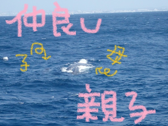 子クジラ元気いっぱい！