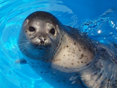 クジラ以外の海洋動物も好きなんです